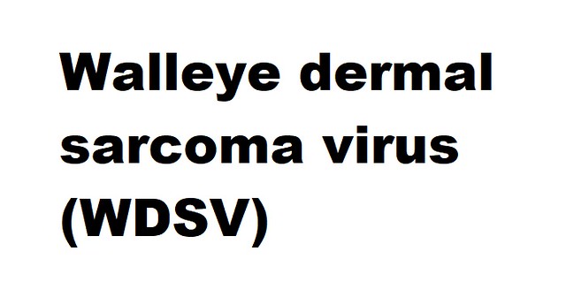 Walleye dermal sarcoma virus (WDSV) (Epsilonretrovirus Walleye dermal sarcoma virus)