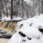 Snowy Ivandes Rumba, Latvia