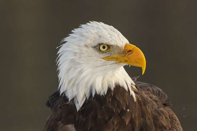 American Bald Eagle | Portraitt
