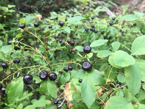 huckleberries on a bush
