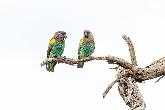 Meyer´s Parrots
