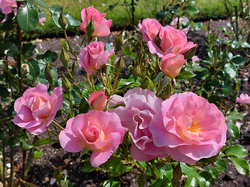 <p>Pacific Glory was the official rose of the 2013 World Federation of Rose Societies' Convention at Palmerston North, New Zealand and I found it in the Lady Norwood Rose Garden, Wellington. So lovely.</p>