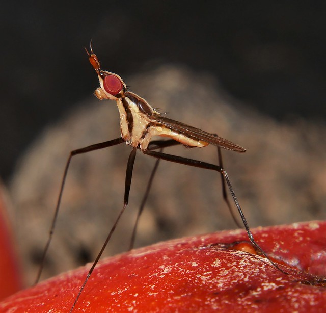Howler fly Telostylinus sp Neriidae Mandalay rainforest Airlie Beach P1230765