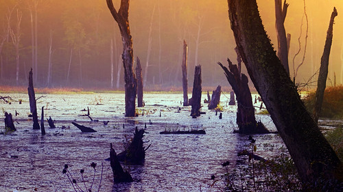 Warm Winter Start by Tim Pohlhaus, North Point, Maryland State Park, Upper Chesapeake Bay at North Pointtidewater blackmarsh wetland ch