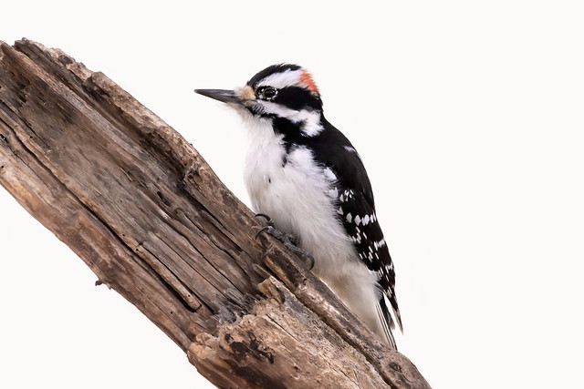 Hairy Woodpecker 2021 03