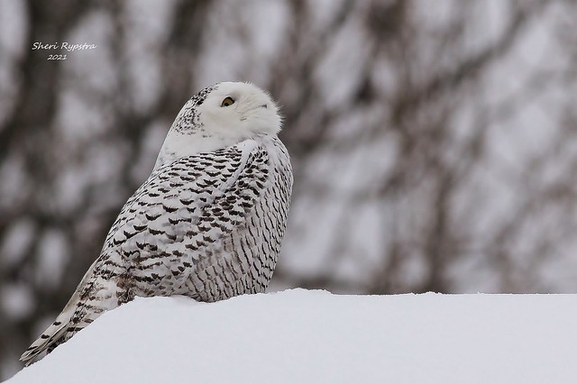 622 (5) (WS) Snowy Owl