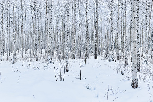 HFP#NIAFWF  Woodland Winter Norway