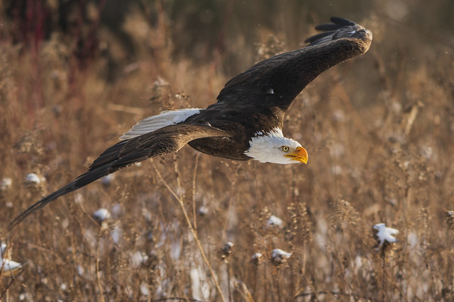 American Bald Eagle | Eye on the Prize