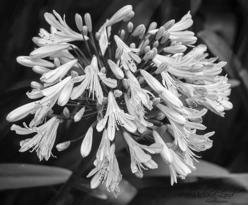The African Lily - Black & White