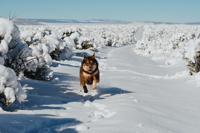 Stella running in the fresh snow