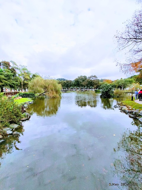 Larix pine & water birds at Big lake garden, Taipei, Taiwan, SJKen, Dec 28, 2021.