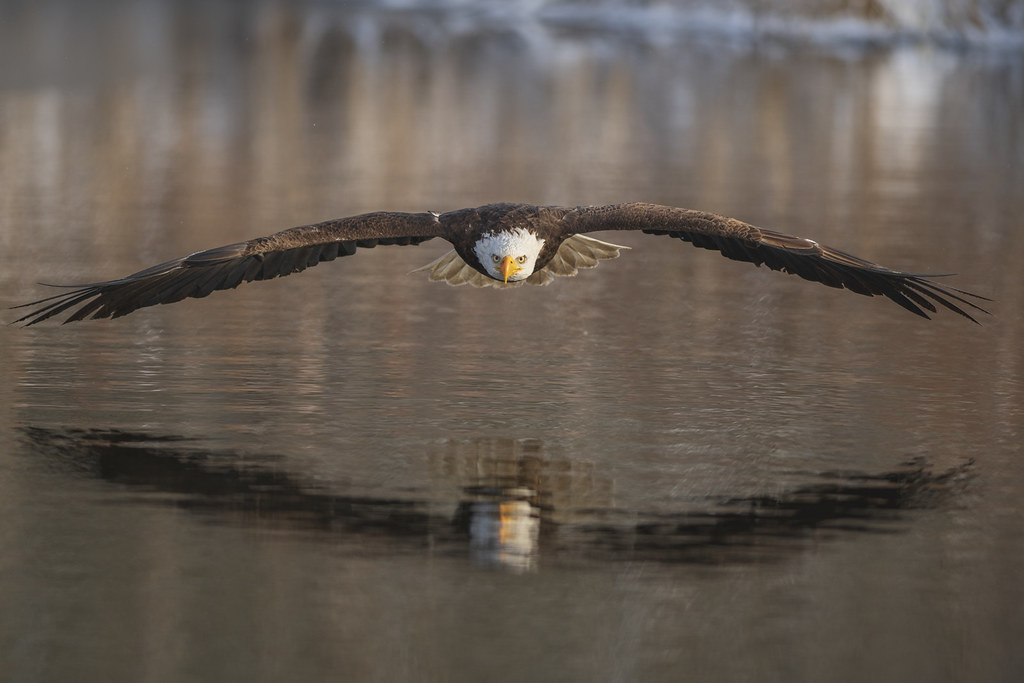 American Bald Eagle | Low Pass