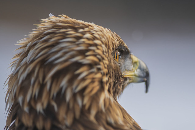 Golden Eagle | Just the Eye