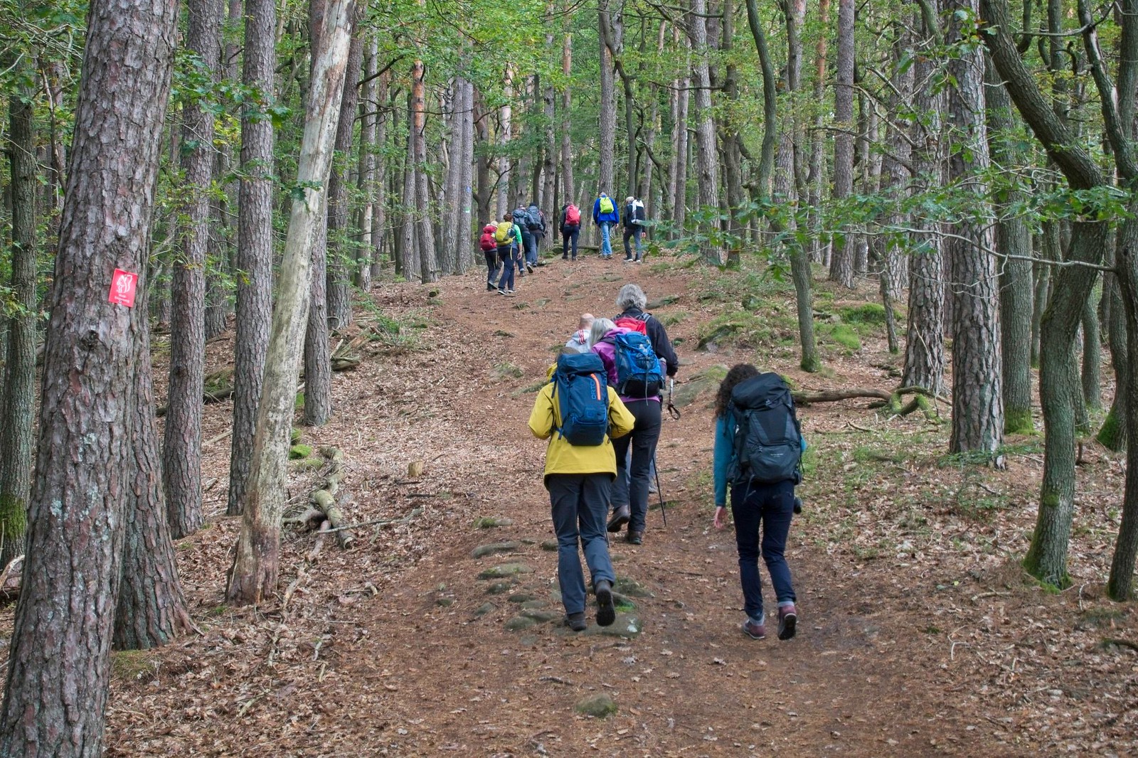 Auf dem Pfälzer Waldpfad, Etappe 8 - 8. Bloggerwandern Rheinland-Pfalz
