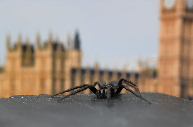 London invaded by Giant Spiders (1 of 2)