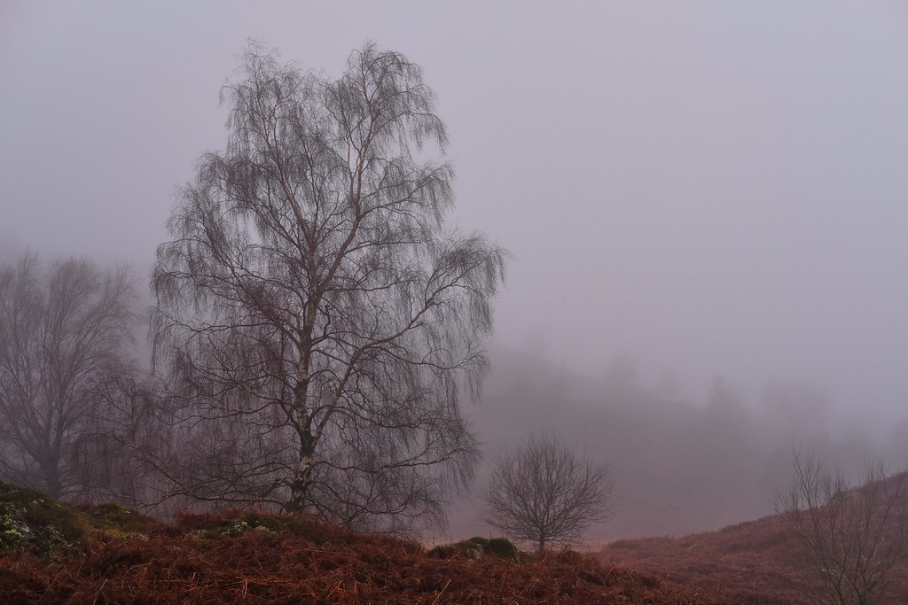 Blawith Common in the mist
