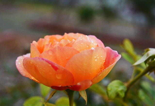 Rose in Orange and Pink