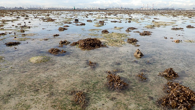 Seagrasses at Terumbu Pempang Laut, Jan 2022
