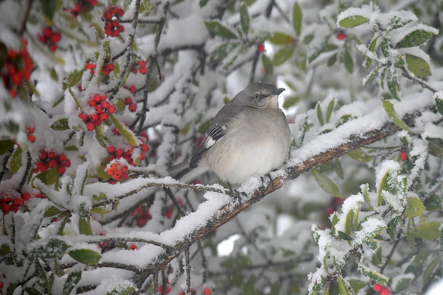 Birds in today's snow
