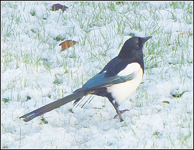 Magpie in the Snow ..