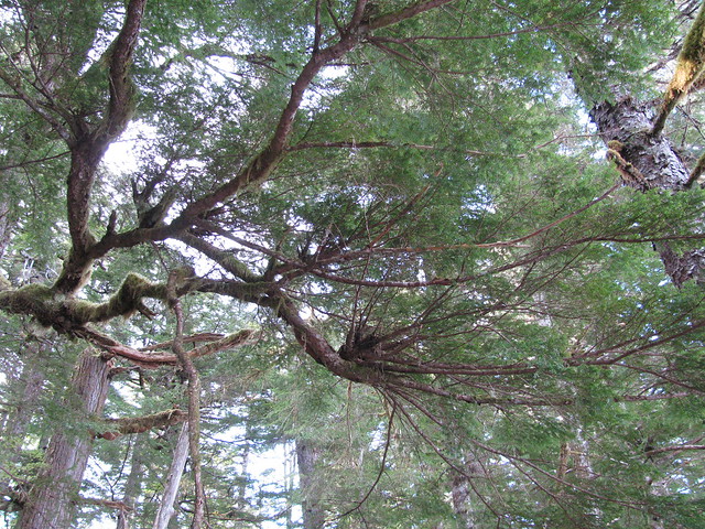 Hemlock Dwarf Mistletoe