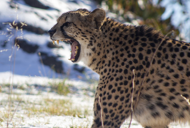 Cheetah Yawning