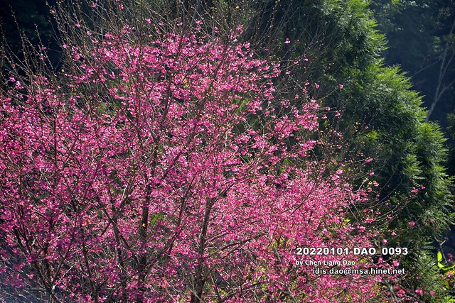 20220101-DAO_0093 春天盛開的山櫻花