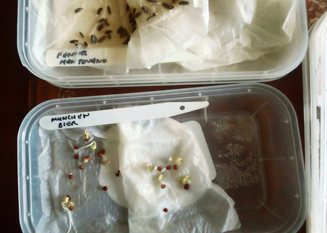 3 January 2022 - germination tests on some of the RFGN seed swaps