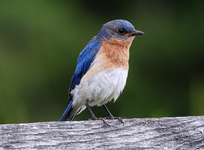 photo of a male Eastern Bluebird on a fence