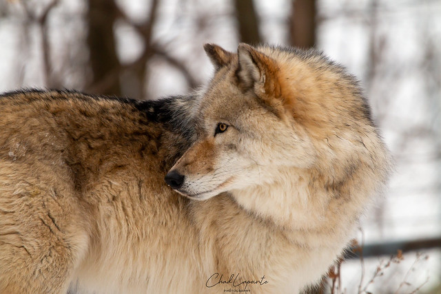 Loup gris 🐺