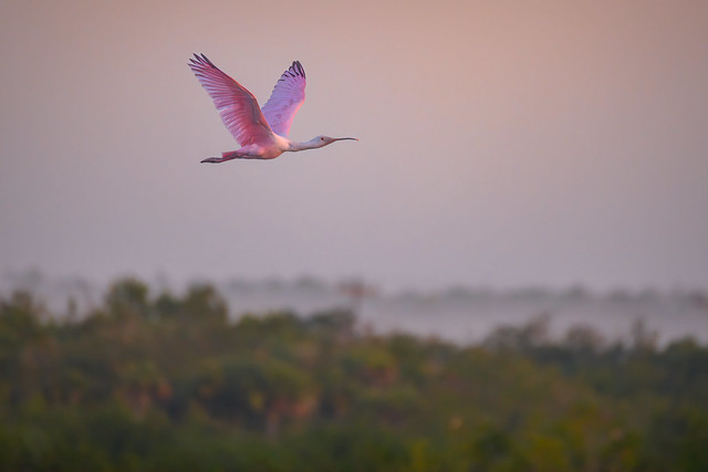 Roseate Spoonbill  in flight above the marsh and mangrove trees just after sunrise at Ten Thousand Islands National Wildlife Refuge near Marco Island, Florida