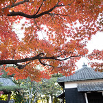 20211128 Nishi-Mikawa autumn tints 3