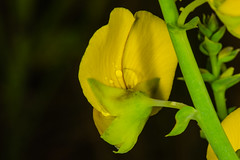 Crotalaria sp. Flower