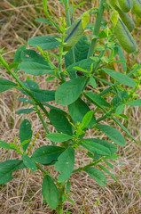 Crotalaria sp. Leaf