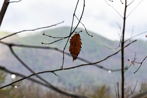 One Leaf in the Mountains