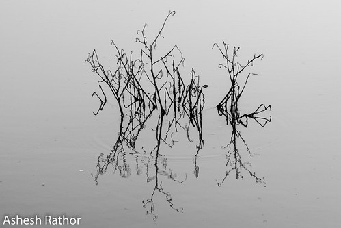 Reflections | by asheshr