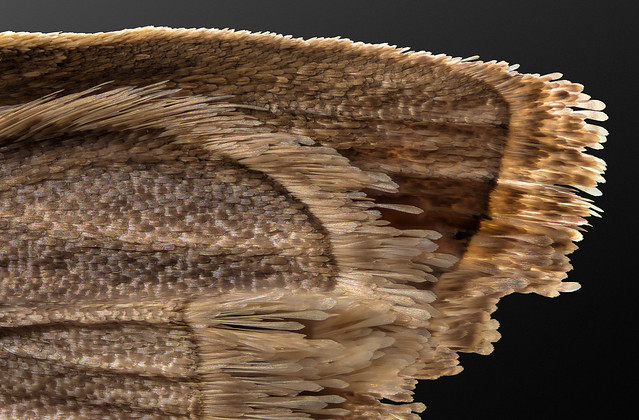 Wing tip of a moth