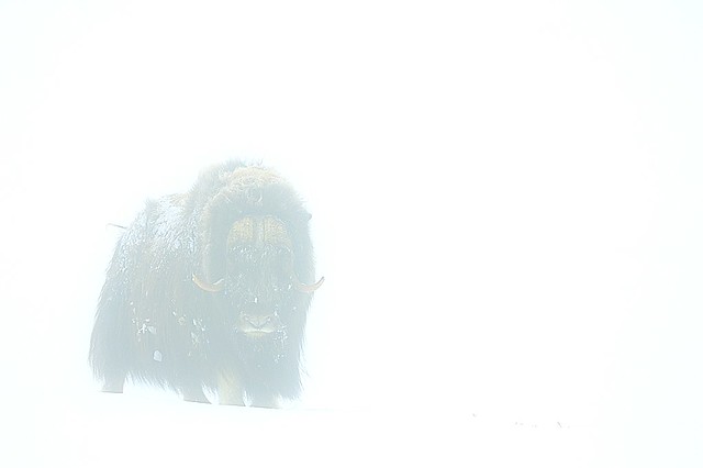 Norway, deep fog