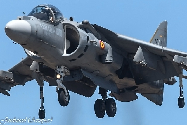 Spanish Harrier