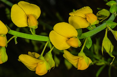 Crotalaria sp. Flower