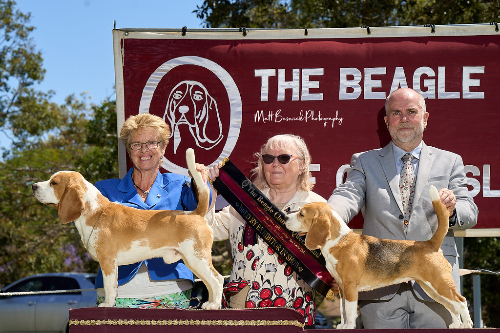 _MBP5367 Beagle Show 16th October 2021 beagleclubqld@hotma… | Flickr