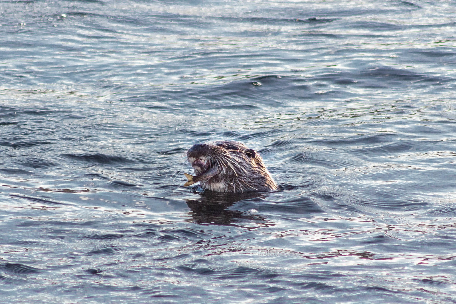 An otters head sticking up out of the water - it's eating a fish.