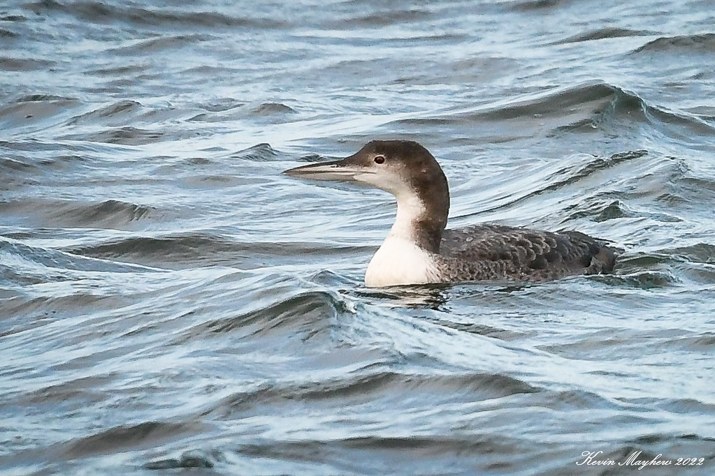 Great Northern Diver_0829