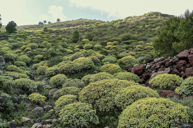 Euphorbia lamarckii; Euphorbiaceae (1)