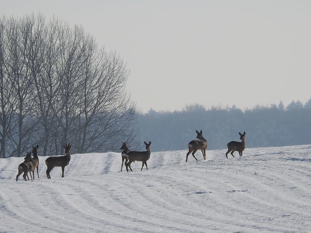 Encounter on a winter walk