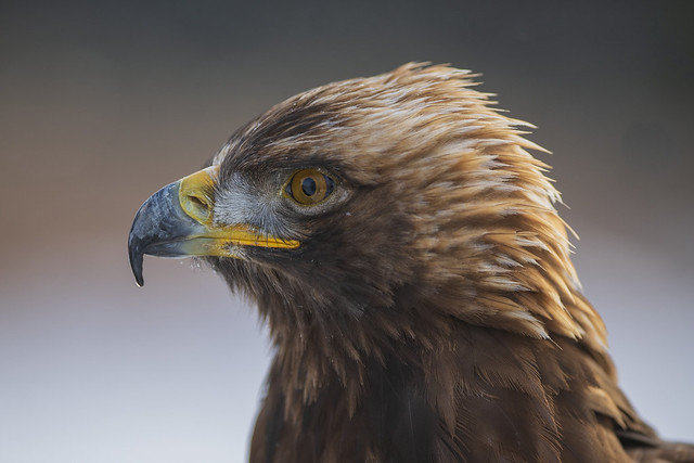 Golden Eagle | Portrait