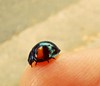 Funky Ladybug