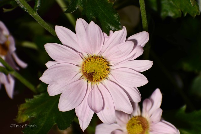 Flower (004/365)