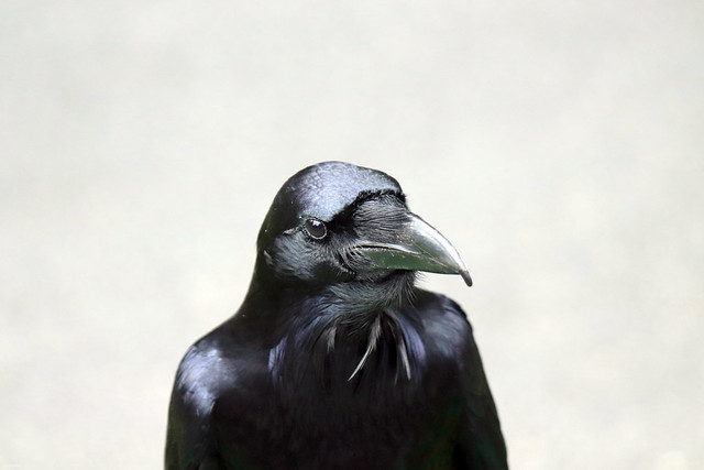 black crow face head
