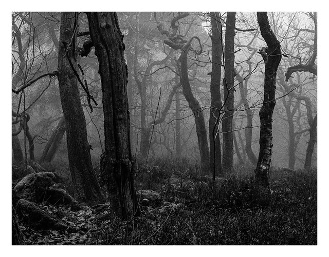 In the misty woods